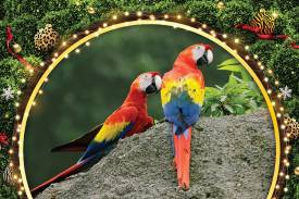 Festive Tree Forage & Feeding