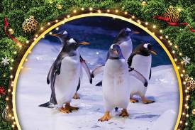 Penguins Snowy Feast