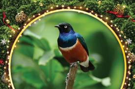 Starlings Festive Fun