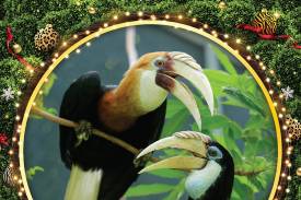 Christmas Mistletoe Feast