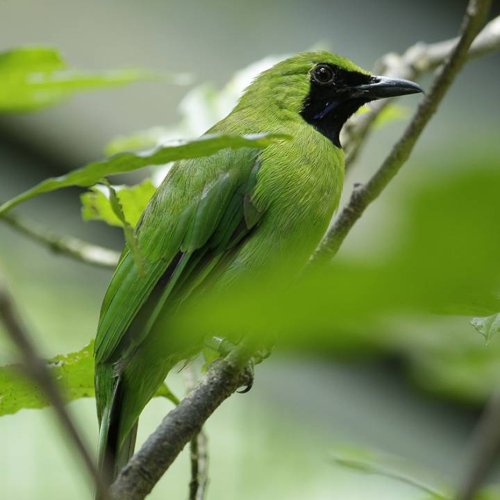 Songs of the forest bird paradise mandai wildlife reserve