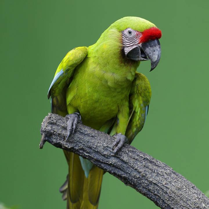 Military macaw