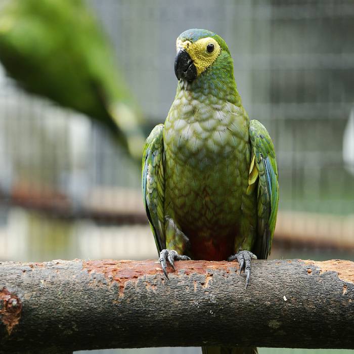 Red-bellied macaw