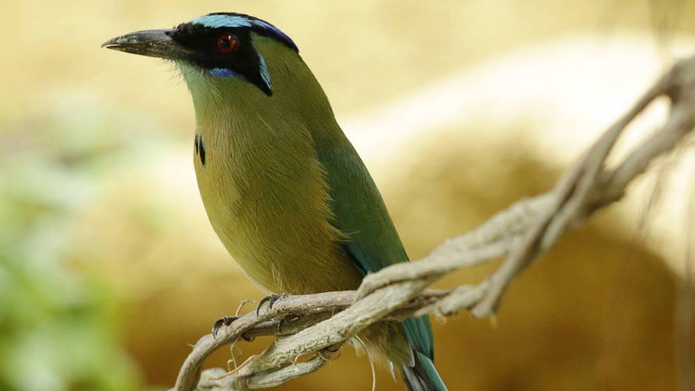 amazonian motmot perch on a branch