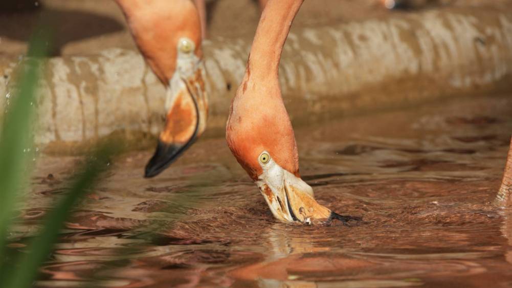 The Flamboyant Filter Feeders