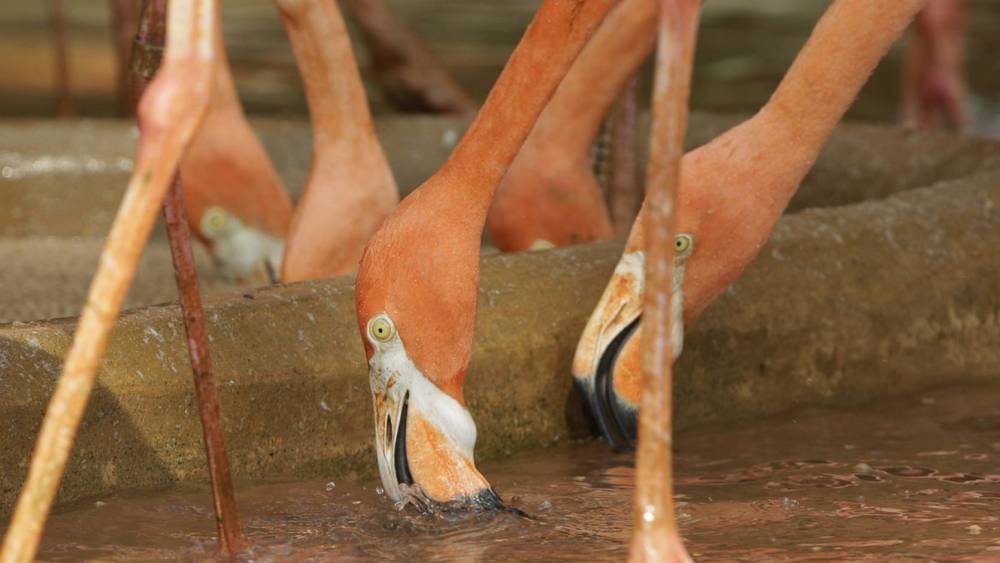 The Most Flamboyant of Them All