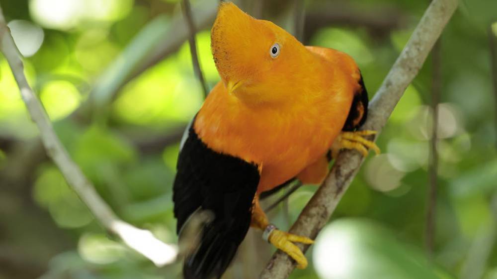 Flamboyant Forest Farmers