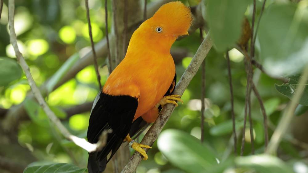 Andean cock-of-the-rock in the trees
