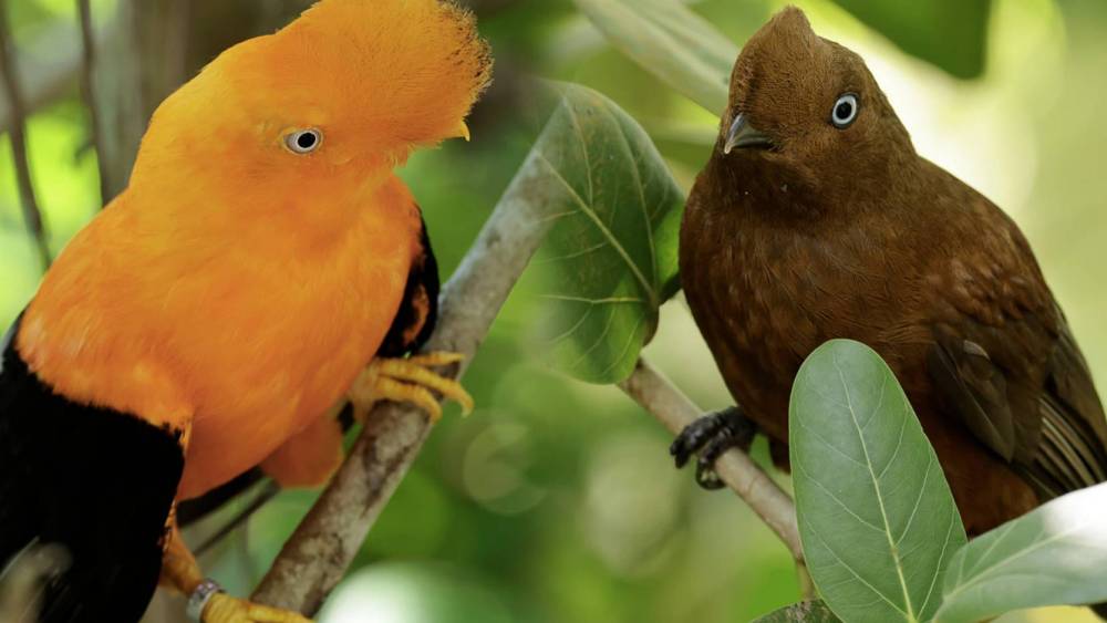 Male and female Andean cock-of-the-rocks