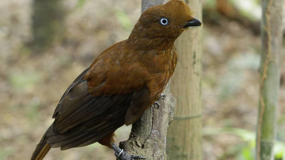 Female Andean perching on a branch