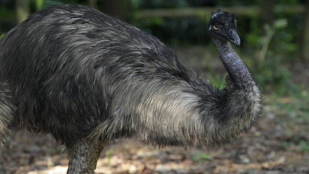 Emu