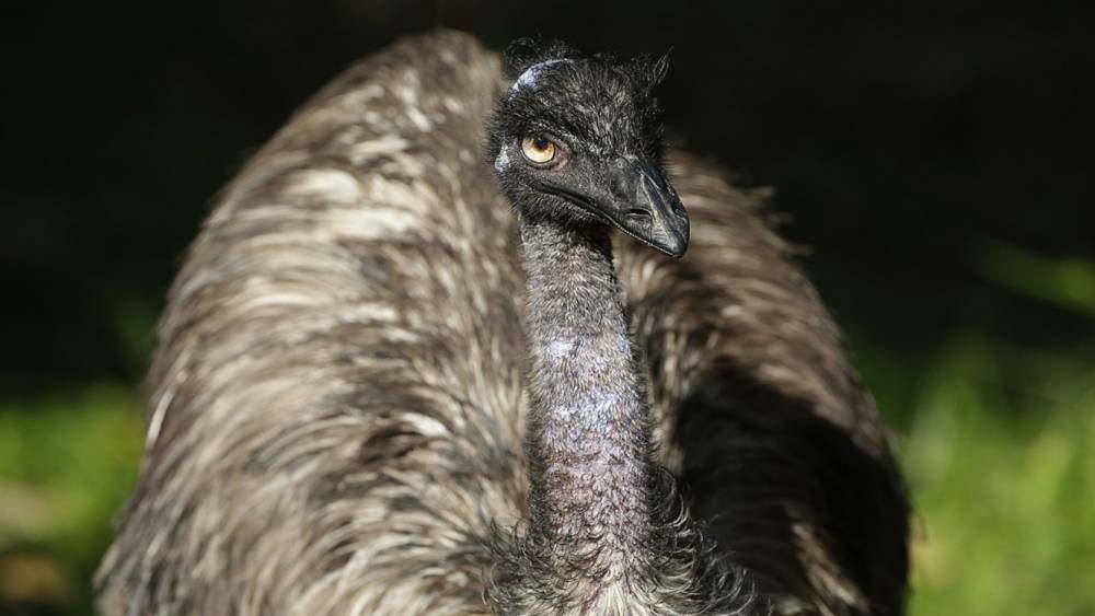 Emu