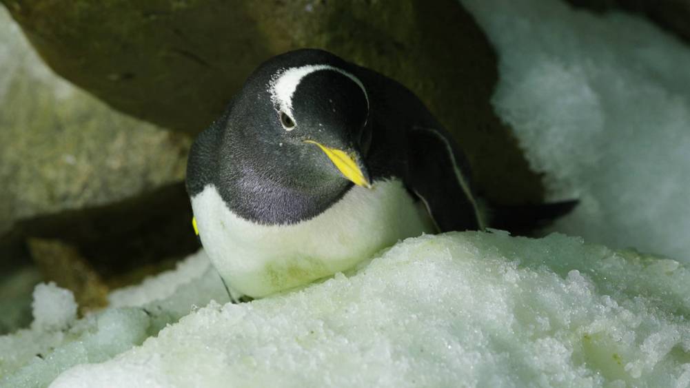 Gentoo Penguin