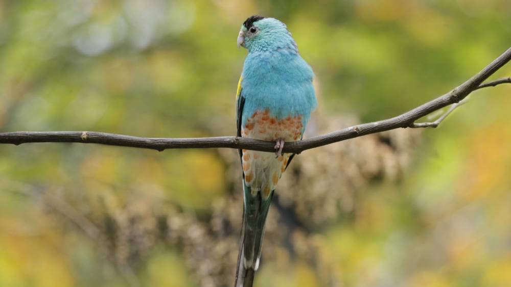 Termite Mound Nester