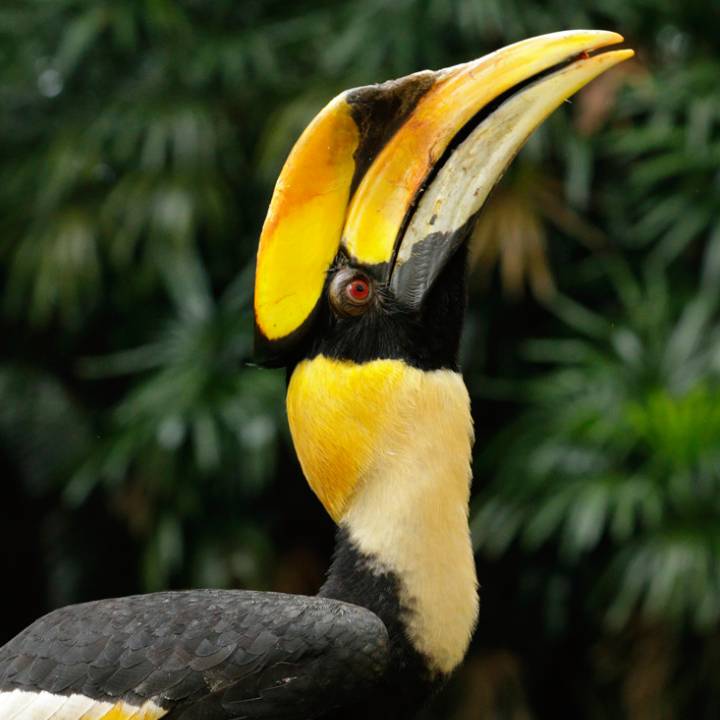 Great Pied Hornbill
