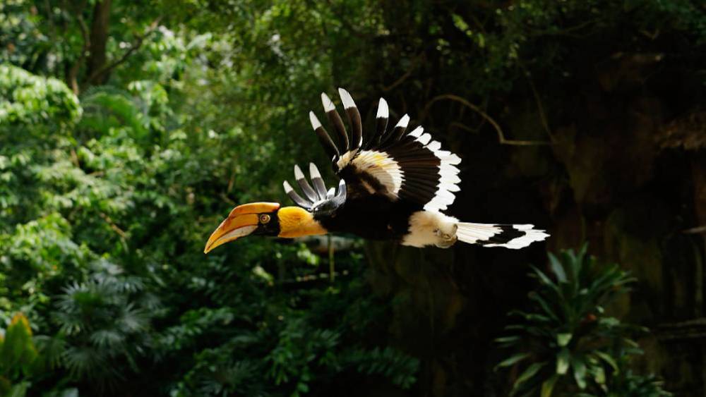 Safeguarding Species