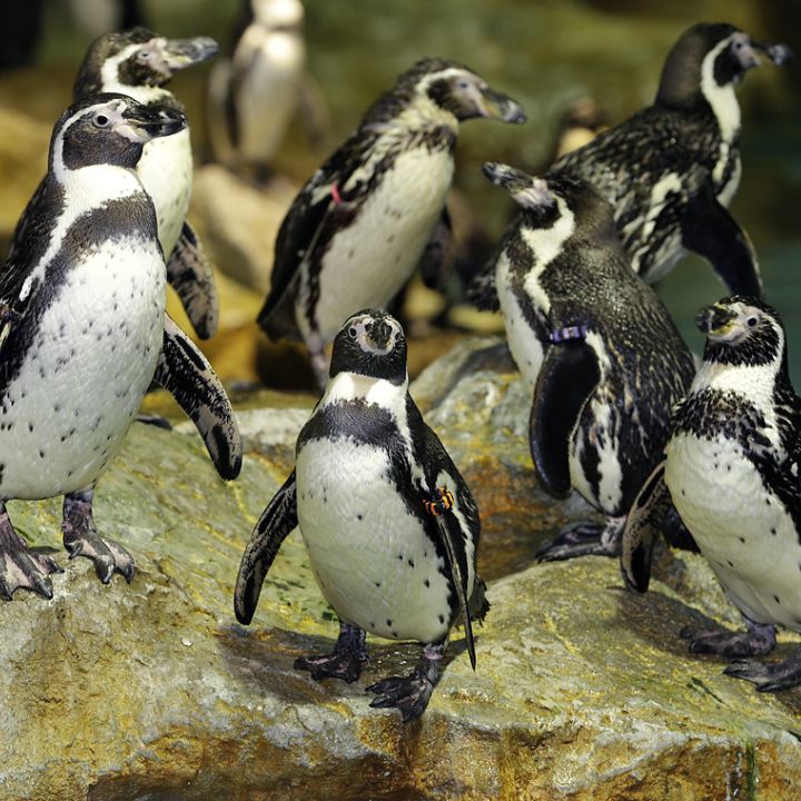 Humboldt penguin
