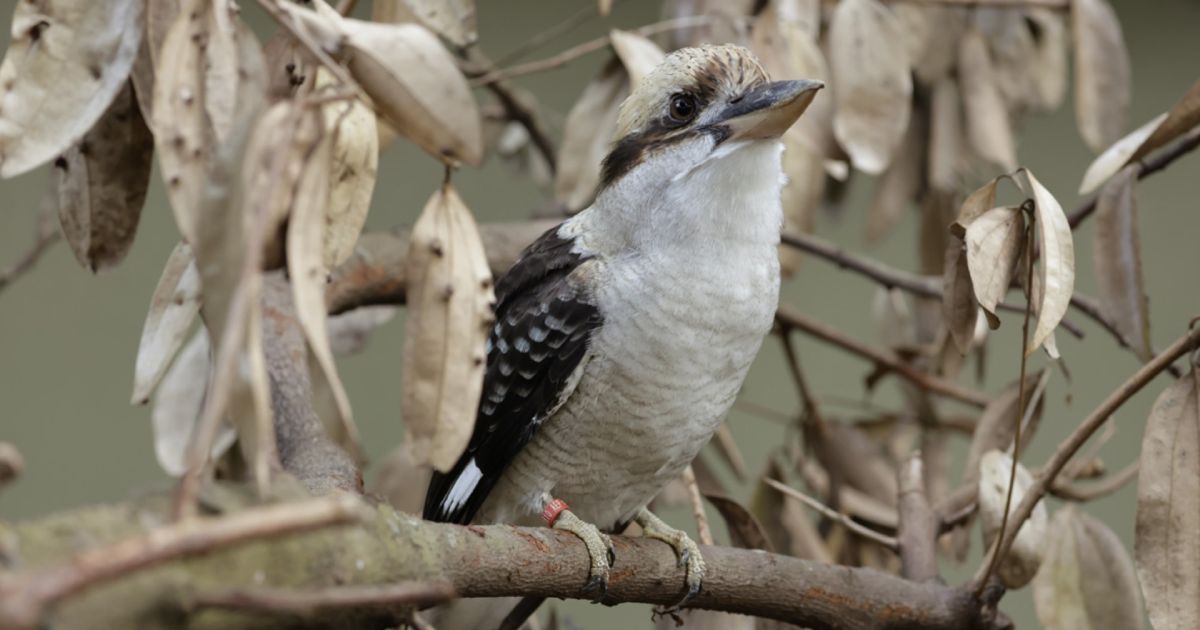 Laughing Kookaburra - Bird Paradise | Mandai Wildlife Reserve