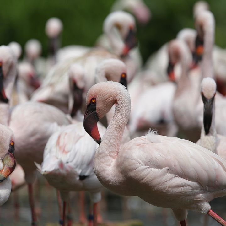 Lesser flamingo