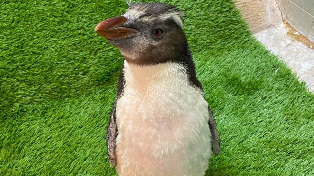 a close up of Pierre