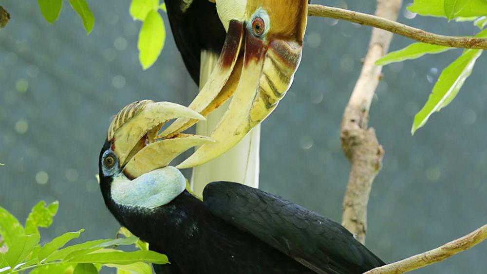 Papuan Hornbill