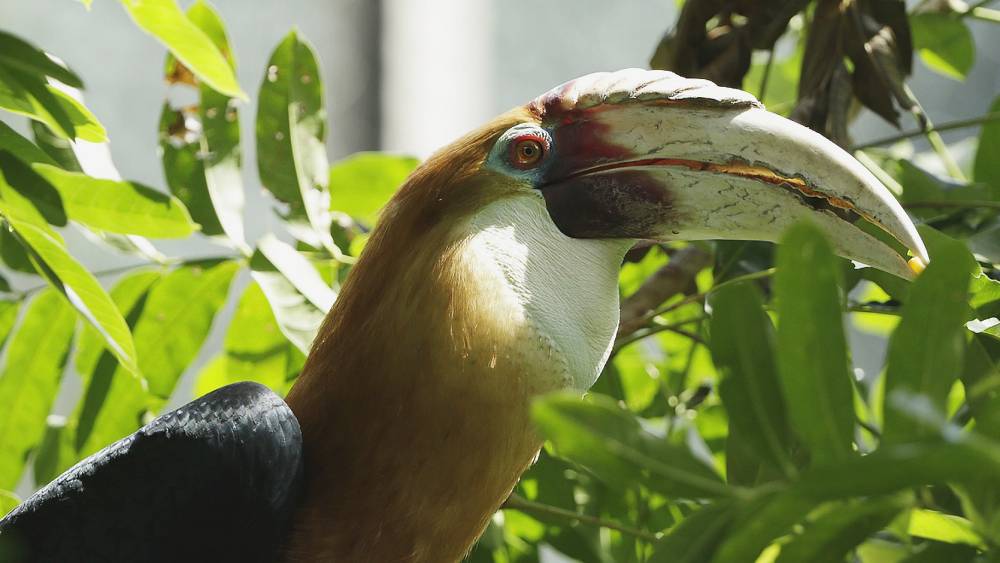 Papuan Hornbill