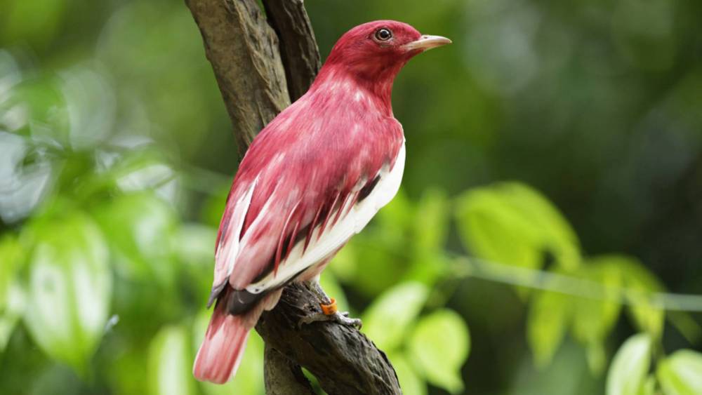 red bird with leaf background