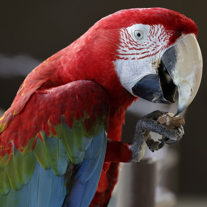 Red-and-green macaw