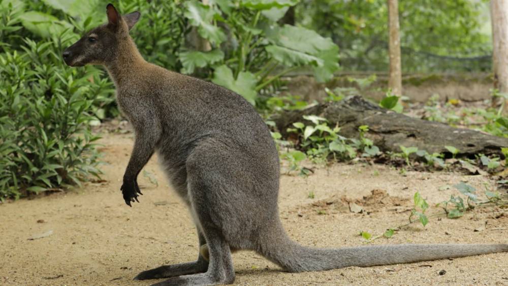 Red-necked wallaby