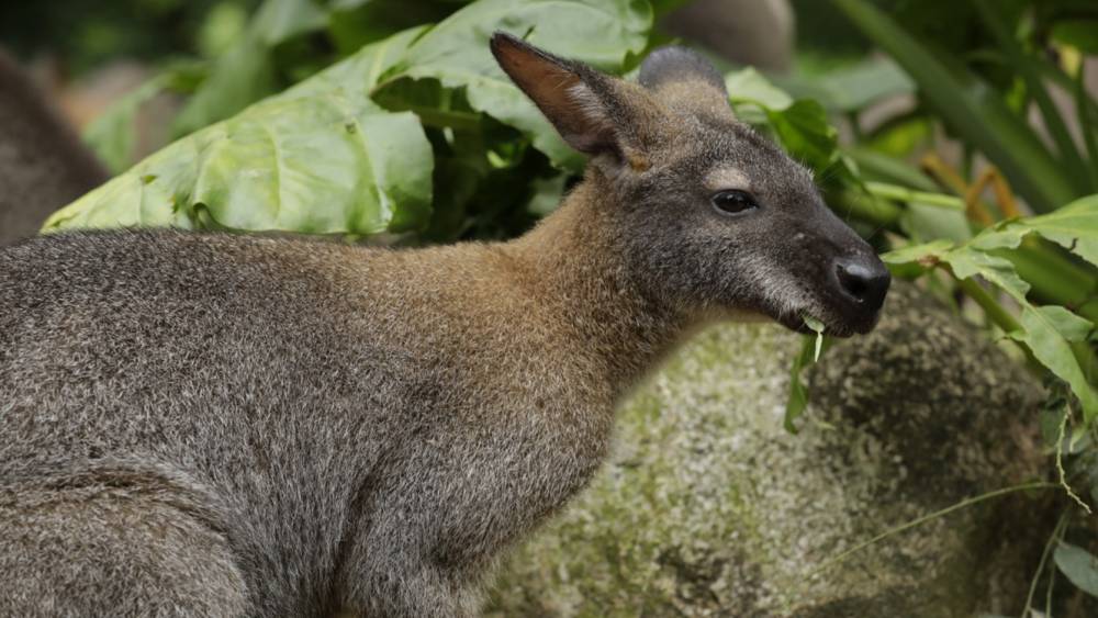 Red-necked wallaby