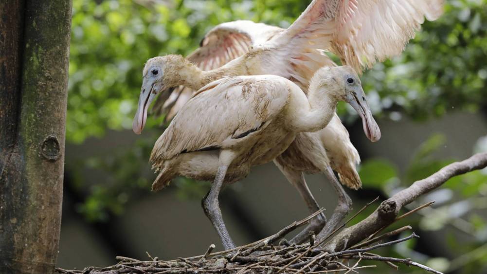 Spoon and Colour Come Later