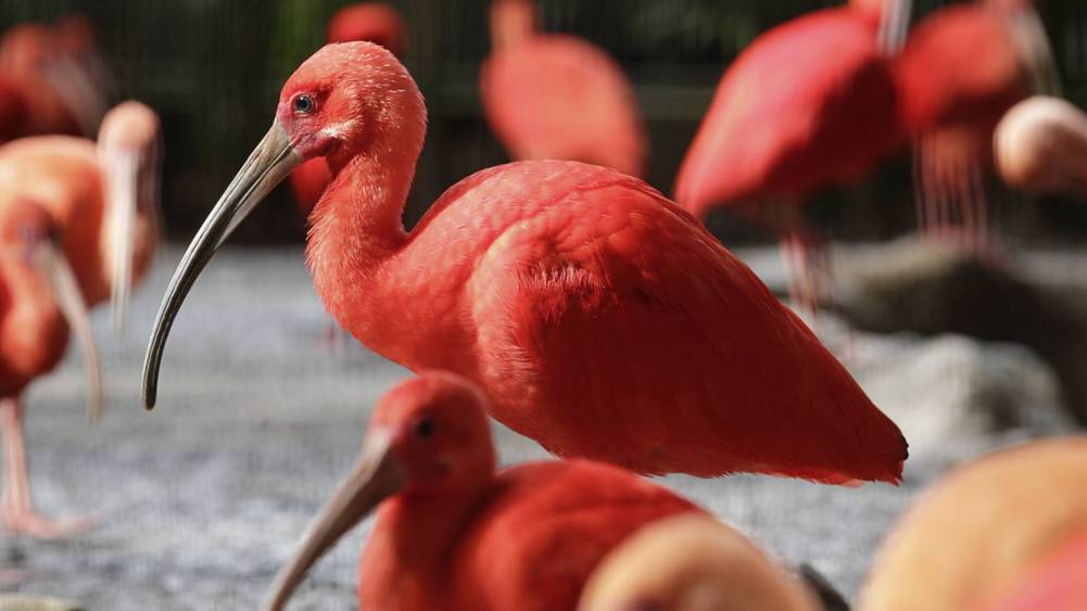 SCarlet ibis