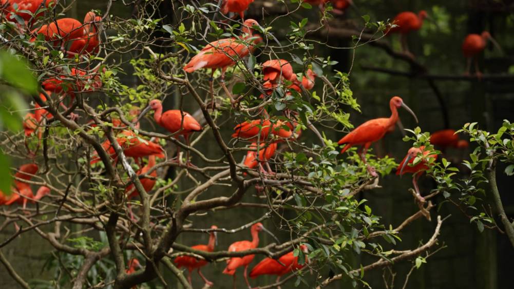 Scarlet ibis
