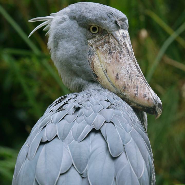 Shoebill
