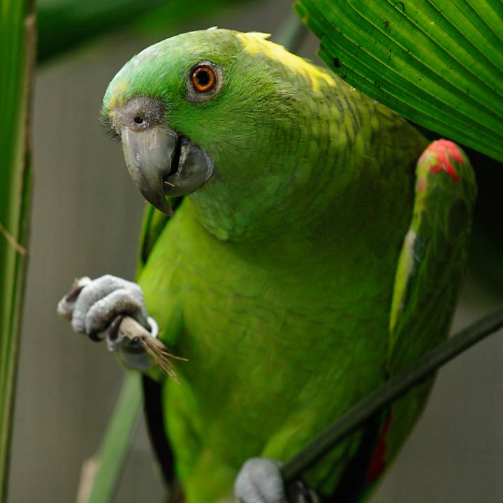 Yellow-naped Amazon