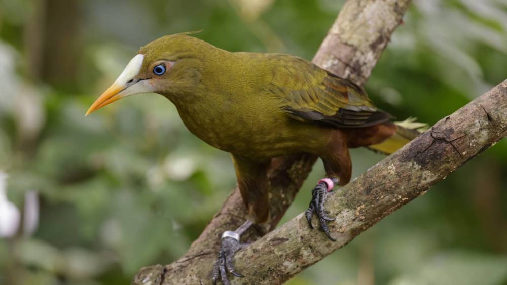 Green oropendola perching on a tree
