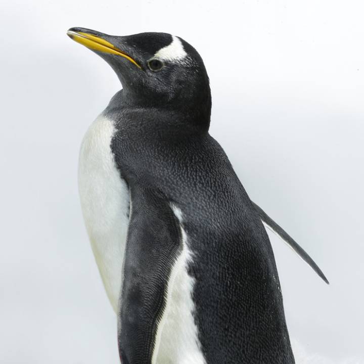 巴布亚企鹅