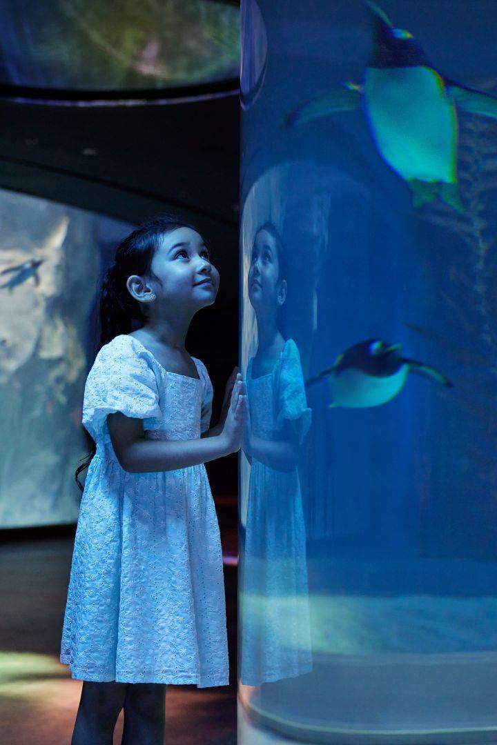 海洋网联船务企鹅湾