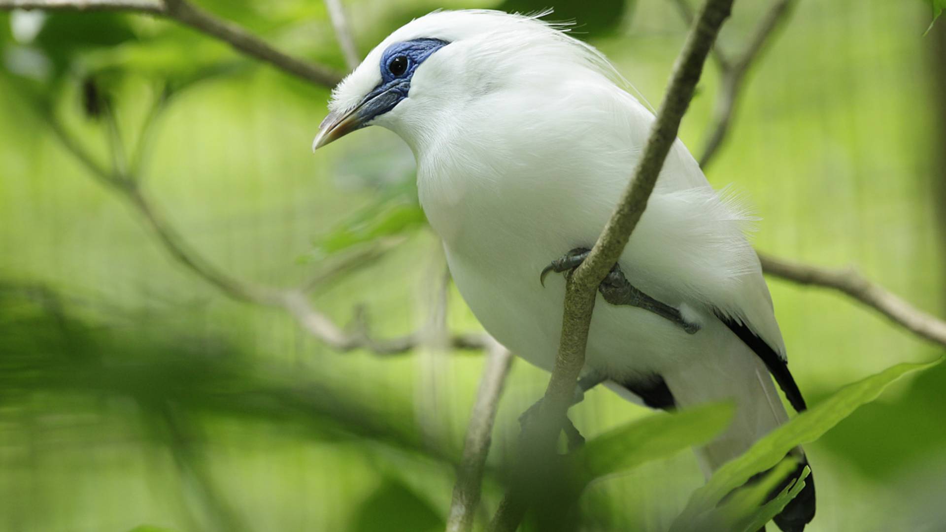 Songs of the forest bird paradise mandai wildlife reserve