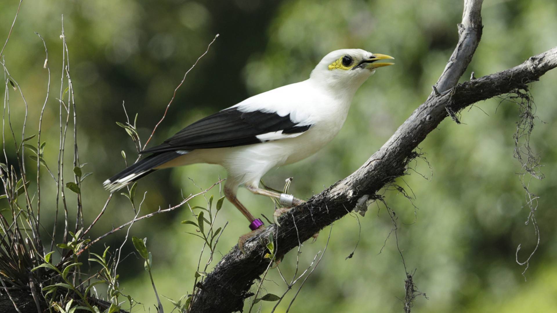 Songs of the forest bird paradise mandai wildlife reserve