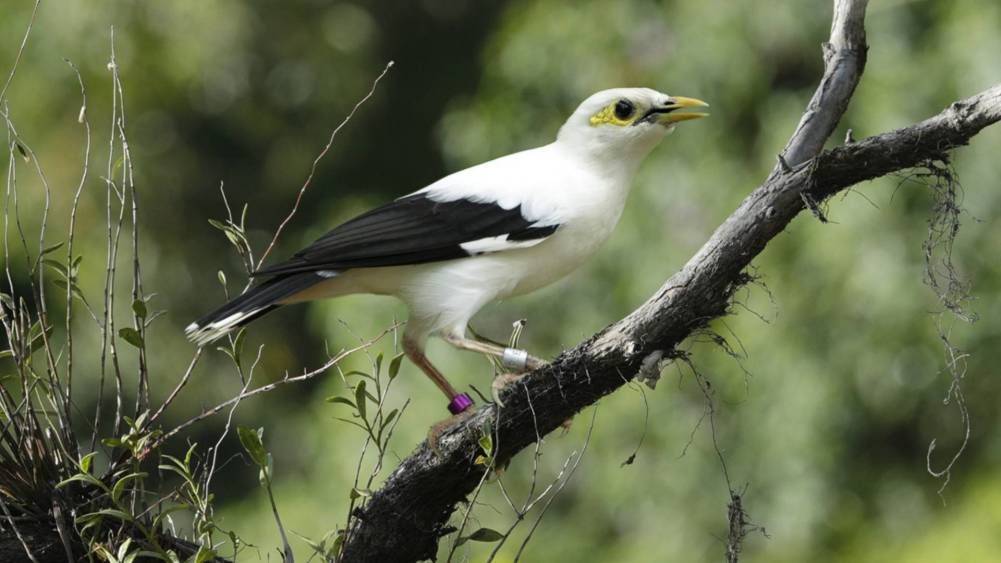 Laughing Tweeters and Melody Makers
