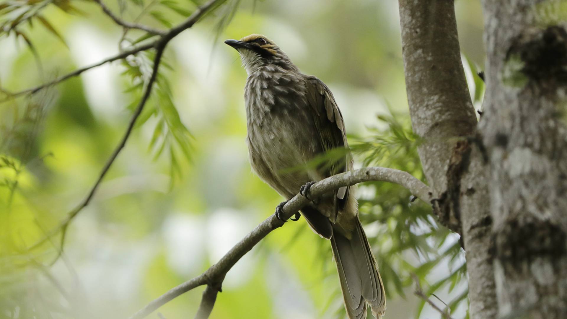 Songs of the forest bird paradise mandai wildlife reserve