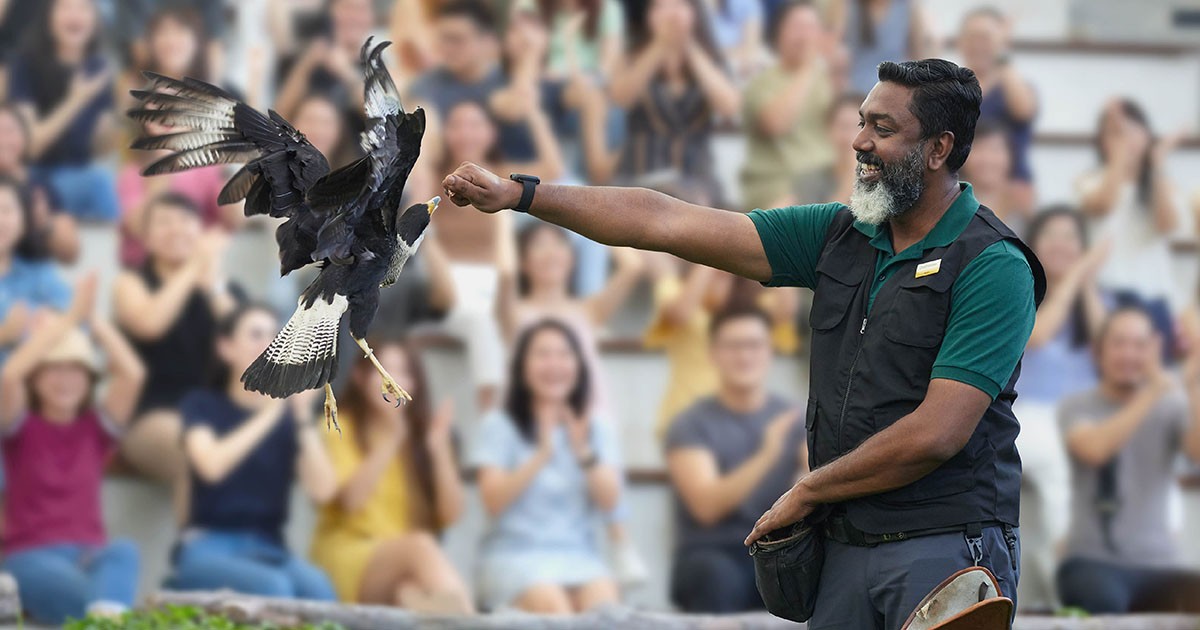 2点set☆Bird Of Prey☆Desert Dazzler Predators on Wings - Bird