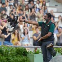 Predator on Wings presentation