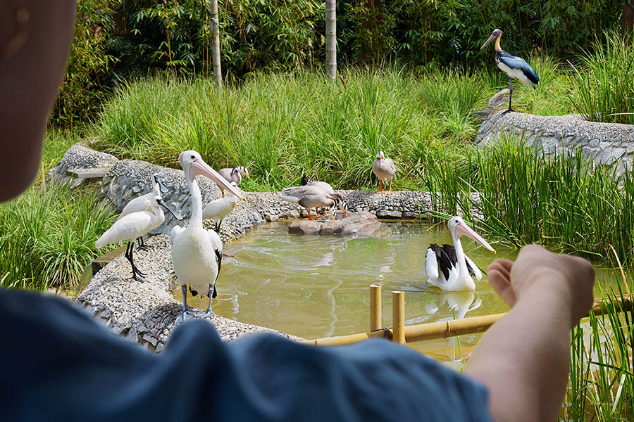 /content/dam/mandai/bird-paradise/things-to-do/feed-the-animals/pelican-feeding-900x600.jpg