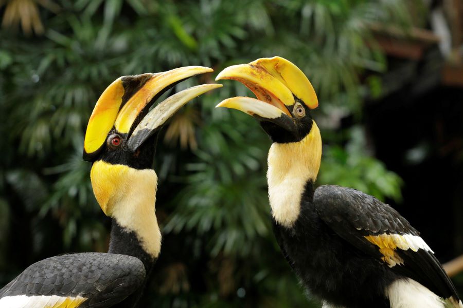 /content/dam/mandai/bird-paradise/things-to-do/keeper-talks/hornbill-keeper-talk-900x600.jpg