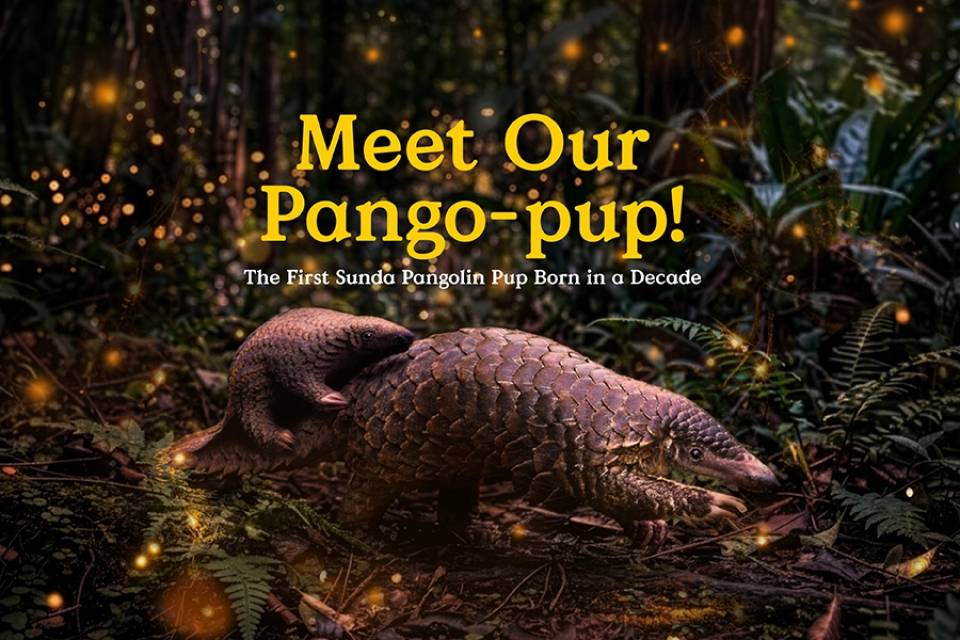Meet Our Pango-pup!