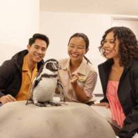 Backstage Pass: Penguin Encounters