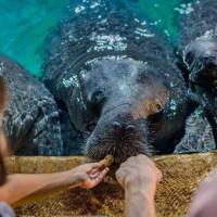 Backstage Pass: Manatee Mania