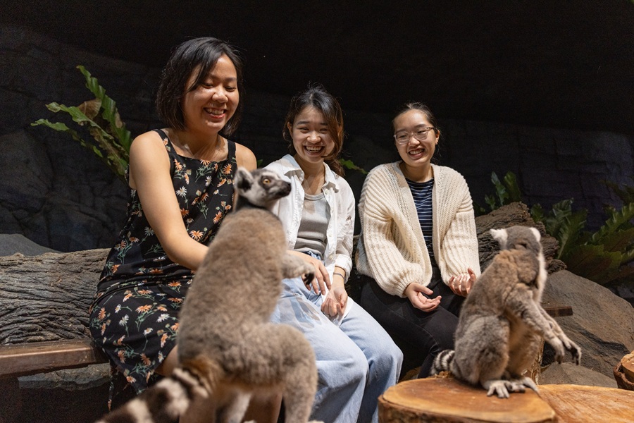 Image of a group of people observing Ring-Tailed Lemurs